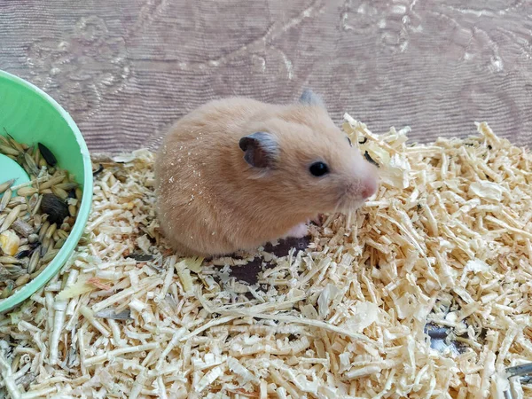 Hamster Sitzt Container — Stockfoto