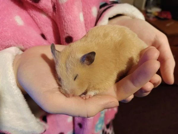 Hamster Sleeps Hands Woman — Stock Photo, Image