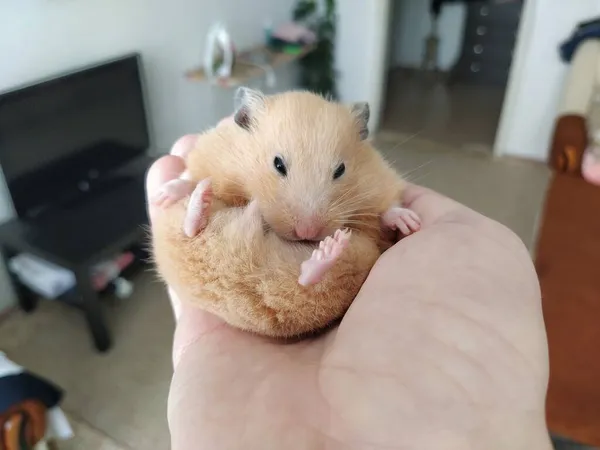 Syrian Hamster Hand Owner — Stock Photo, Image