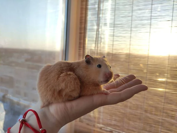 Hamster Sírio Nas Mãos Femininas — Fotografia de Stock