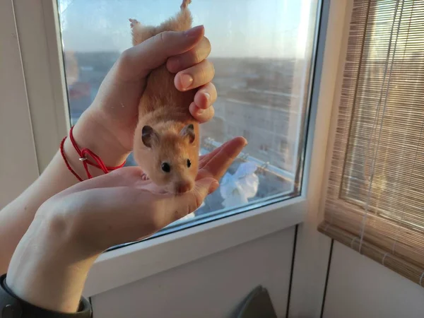 Syrisk Hamster Kvinnliga Händerna Tittar Kameran — Stockfoto