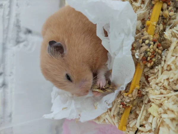 Hamster Fressen Futter Seinem Käfig Großaufnahme — Stockfoto