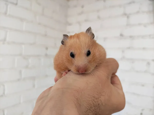 Cute Syrian Hamster Owner Hands — Stock Photo, Image