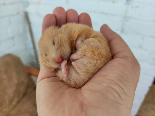 Leuke Hamster Slaapt Een Hand Opgerold — Stockfoto