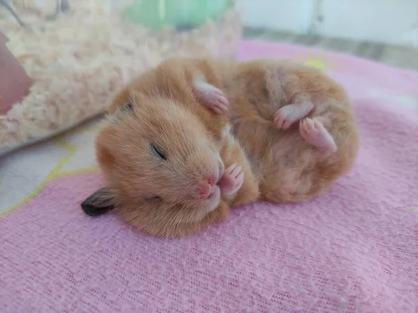 Hamster Sírio Dorme Lado Com Uma Orelha Saliente — Fotografia de Stock