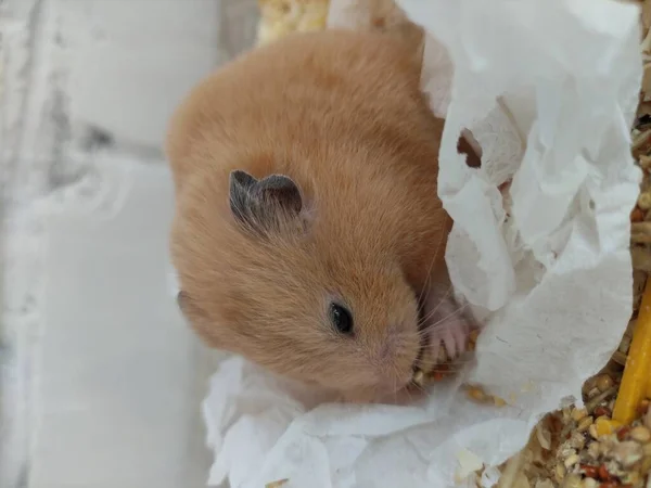 Söt Hamster Äter Mat Sin Bur Närbild — Stockfoto