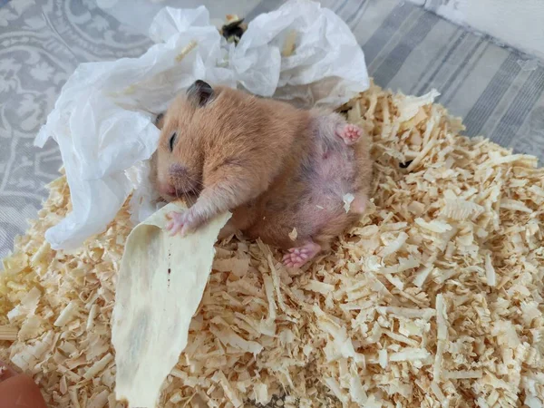 Sleepy Hamster Lie Back Eat Closed Eyes — Stock Photo, Image