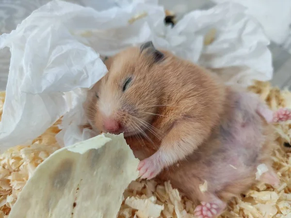 Hamster Sonolento Deitar Nas Costas Comer Com Olhos Fechados Close — Fotografia de Stock