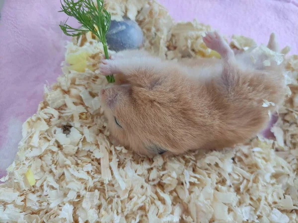 Hamster Sírio Comer Endro Deita Costas — Fotografia de Stock