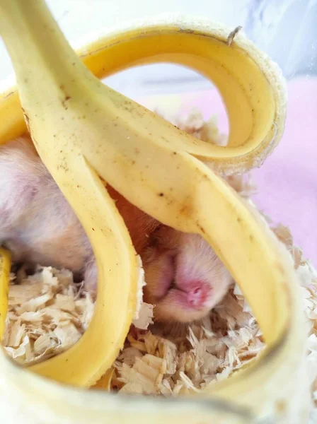 Eet Een Banaan Lig Onder Banaan — Stockfoto