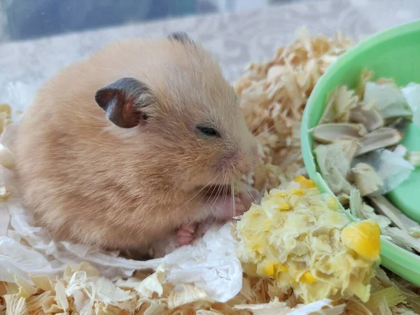 Hamster Syrien Mangeant Maïs — Photo