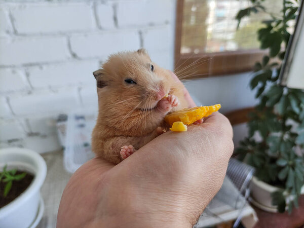 Fat hamster eats corn in a owner's hand
