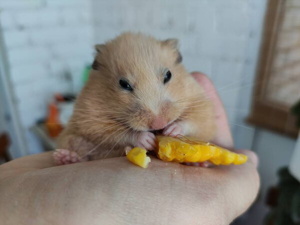 Fat hamster eats corn in a owner's hand