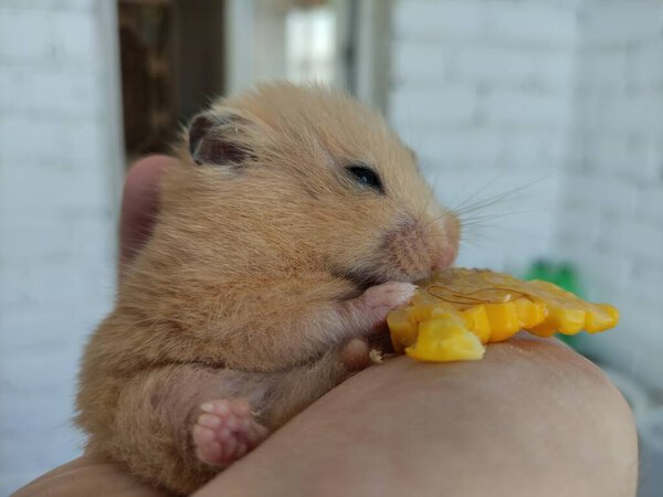 Fat hamster eats corn in a owner's hand