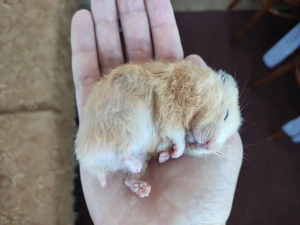 Bonito Hamster Sírio Dormindo Uma Palma — Fotografia de Stock