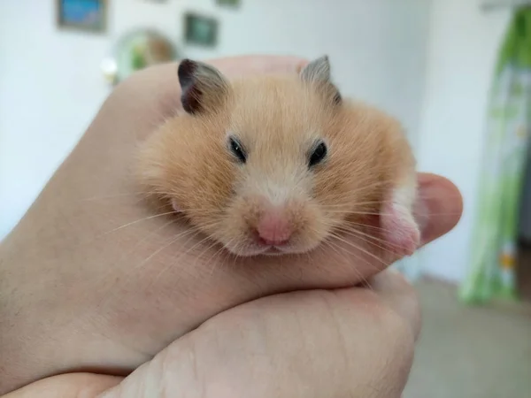 Guld Syrisk Hamster Hålls Händerna — Stockfoto