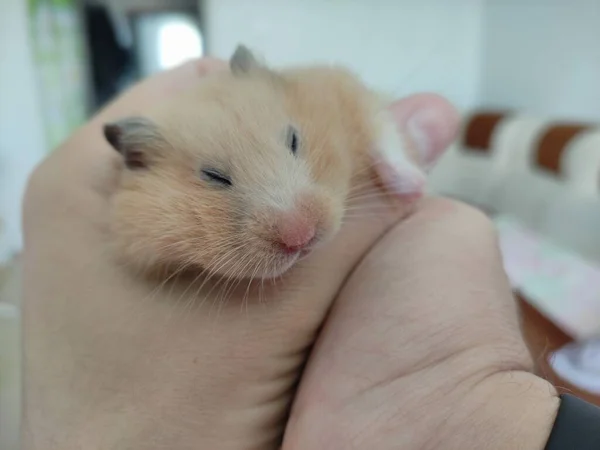 Gouden Syrian Hamster Slaapt Handen — Stockfoto