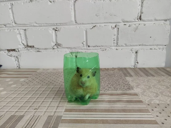 Suriyeli Hamster Kesilmiş Plastik Bir Şişenin Içinde Oturur — Stok fotoğraf