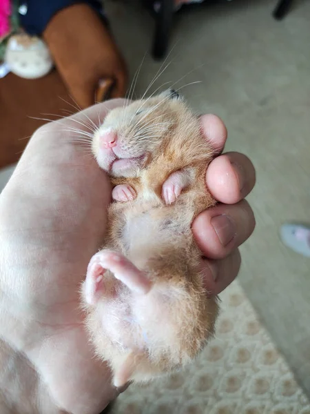 Syrian Hamster Sleeps Owner Hands — Stock Photo, Image