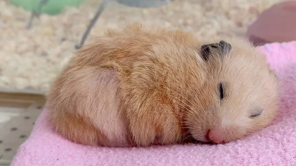 Hamster Sírio Está Dormindo Close Foto — Fotografia de Stock