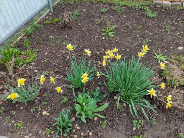 Ev bahçesinde nergis çiçekleri