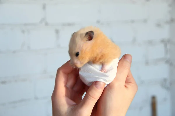 Hamster Sírio Nas Mãos Femininas — Fotografia de Stock