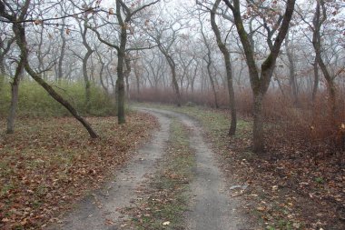 Sonbahar ormanlarında yol sissiz.