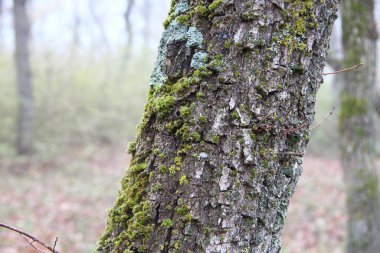 Sonbahar sisli ormanında ağaçta yosun var.