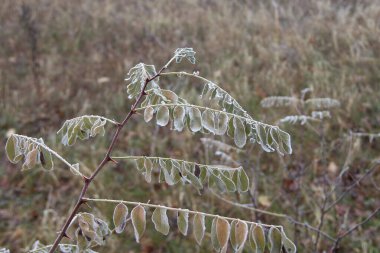 Akasya yapraklı bir dal Ormanda kırağı kaplamış