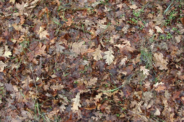 Jaune Automne Feuilles Chêne Tombées Herbe Verte Fond — Photo