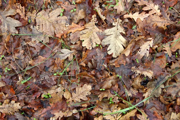 Yellow Autumn Fallen Oak Leaves Green Grass Background — Stock Photo, Image