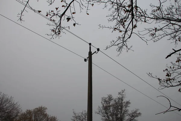 Bomen Elektrische Palen Een Achtergrond Van Grijze Herfstlucht — Stockfoto