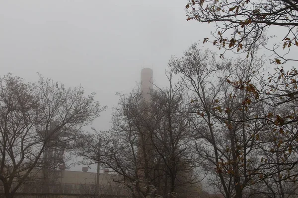 灰色の秋の空を背景にした木と霧の中の工業プラントパイプ — ストック写真