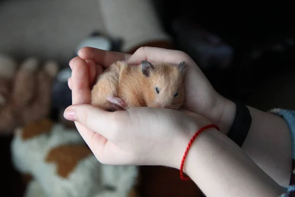 Hamster Sover Kvinnliga Händer — Stockfoto