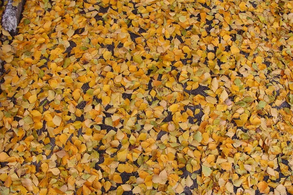가을에 자작나무 — 스톡 사진