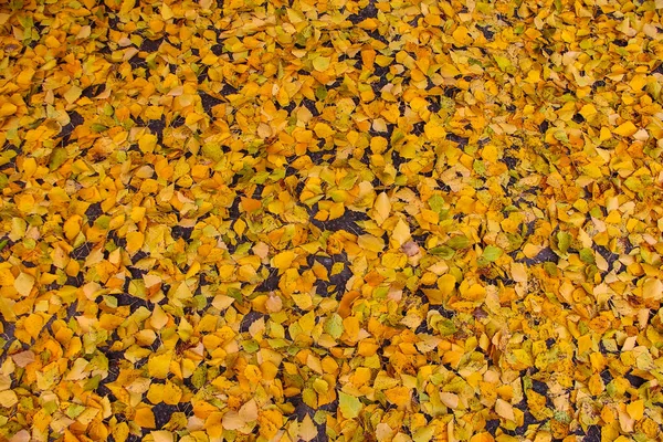 Caído Amarelo Vidoeiro Folhas Fundo Outono — Fotografia de Stock