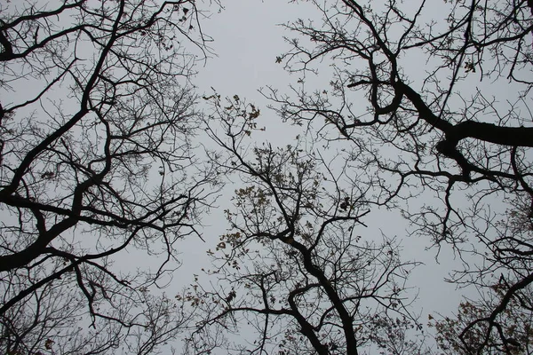 秋天灰蒙蒙的天空背景下的树枝 从下往上看 — 图库照片