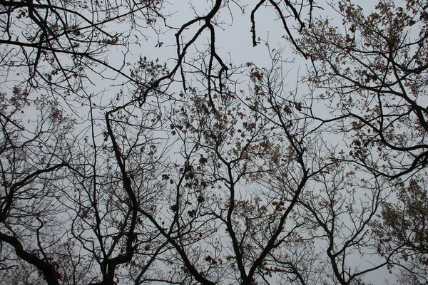 배경에 나뭇가지들 아래쪽을 내려다볼 수있다 — 스톡 사진