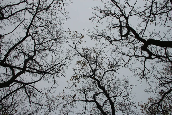 灰色の秋の空を背景にした木々の枝 下からの眺め — ストック写真