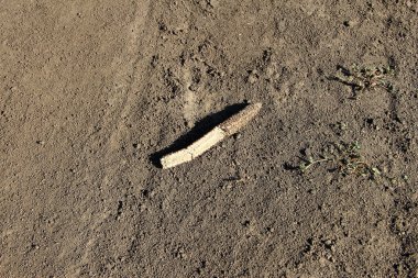 Hasattan sonra tarladaki mısır kalıntıları.