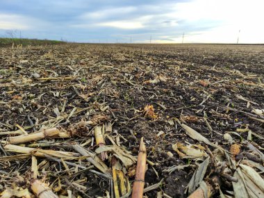 Tarladaki mısır kalıntıları, hasat sonrası, yakın plan.