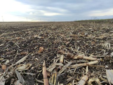 Tarladaki mısır kalıntıları, hasat sonrası, yakın plan.