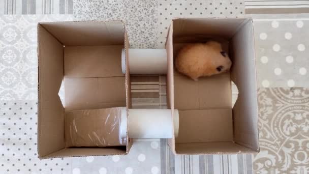 Syrische hamster spelen in een zelfgemaakte kartonnen doos — Stockvideo