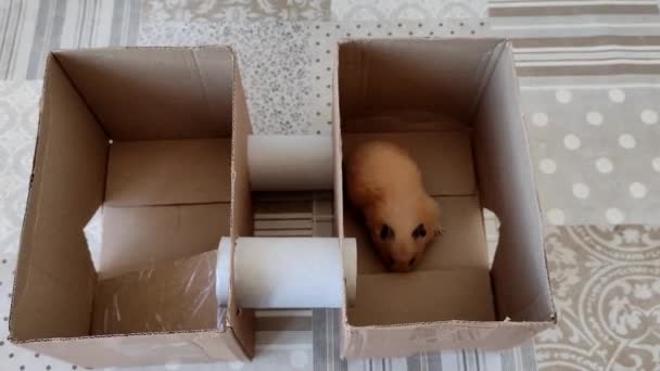 Syrský křeček hraje v domácí kartonové krabici — Stock video