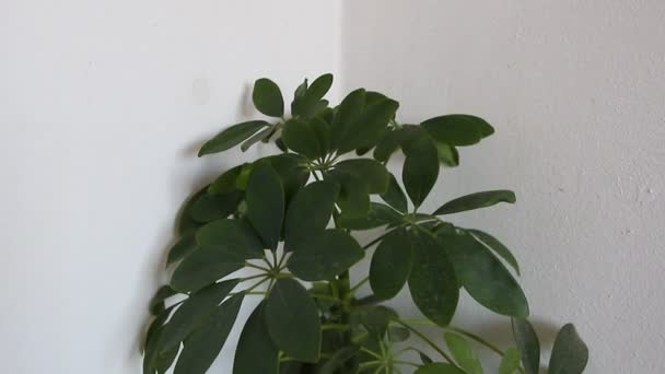 Camera beweegt langs grote en groenblijvende plant Schefflera, 4K video — Stockvideo