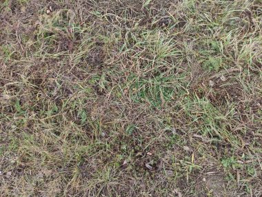 Kuru ve yeşil kış çimenleri arka plan, doku