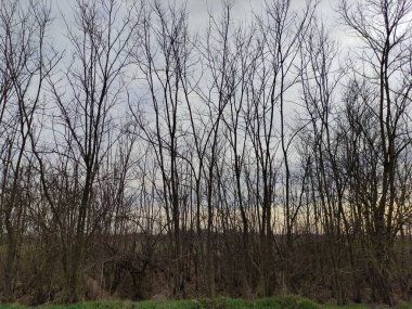 Gökyüzü ve alanın arka planına karşı yapraksız ağaçlar