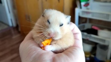 Şişko hamster avuç içine oturur ve bir balkabağı yer.