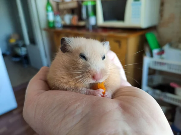 Hamster Sitzt Der Hand Seines Besitzers Und Frisst — Stockfoto