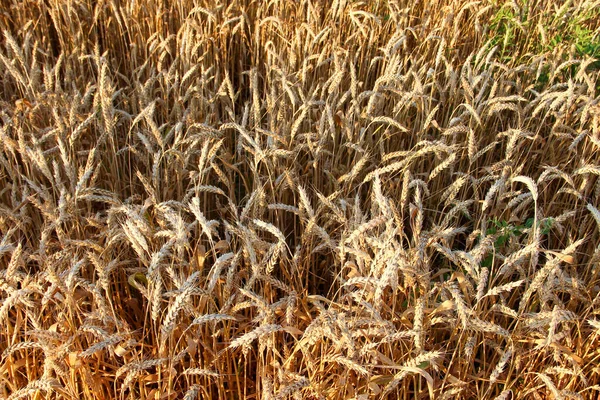 Ripe Ears Wheat Background Texture Stock Image